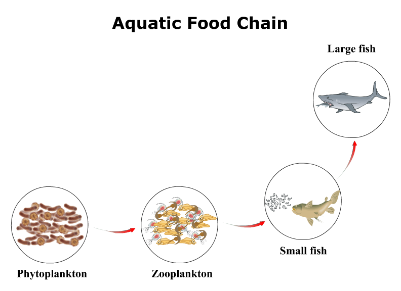 Aquatic Ecosystem Food Web image.