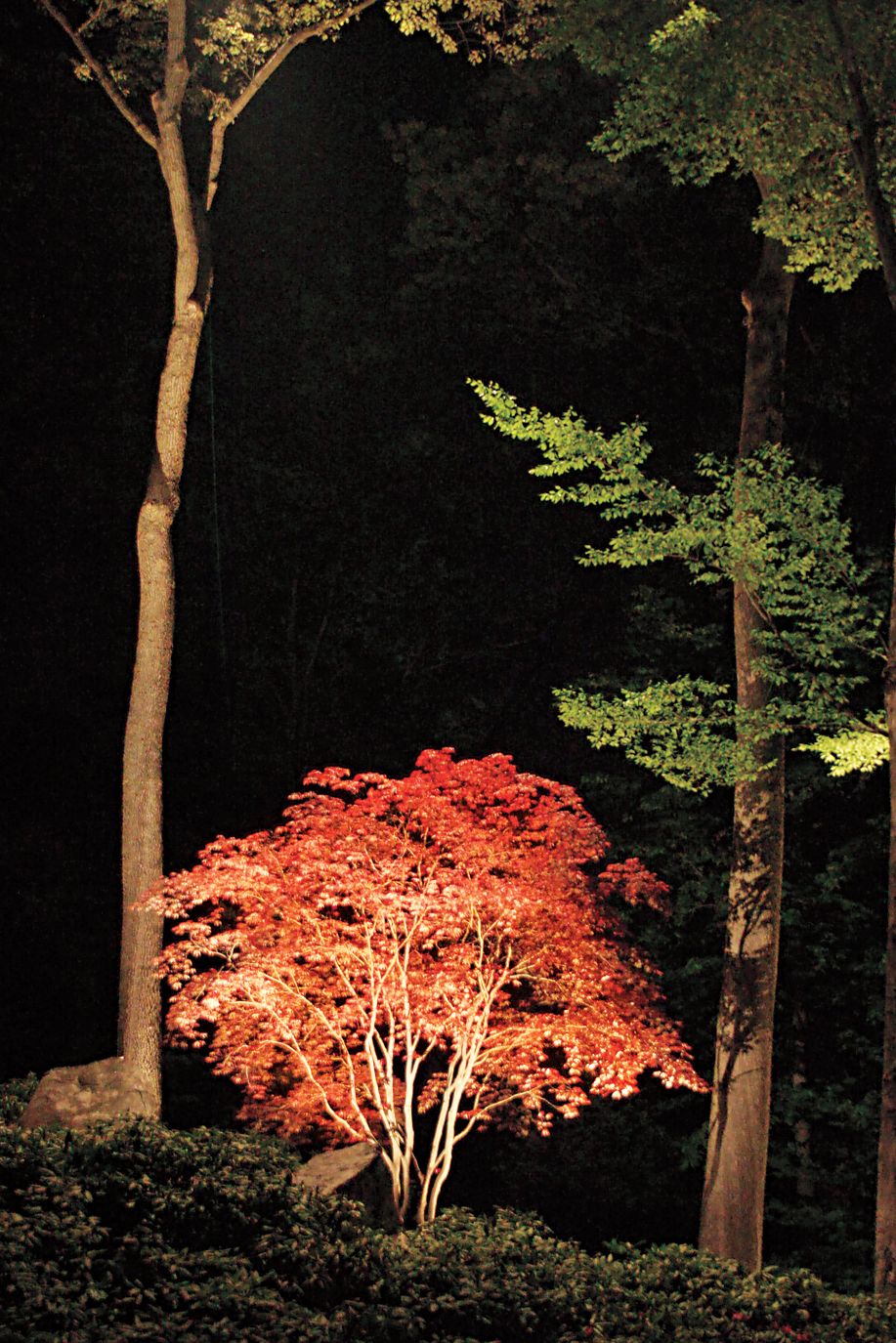 A tree with red leaves at night, lit by landscape lights shining onto it.