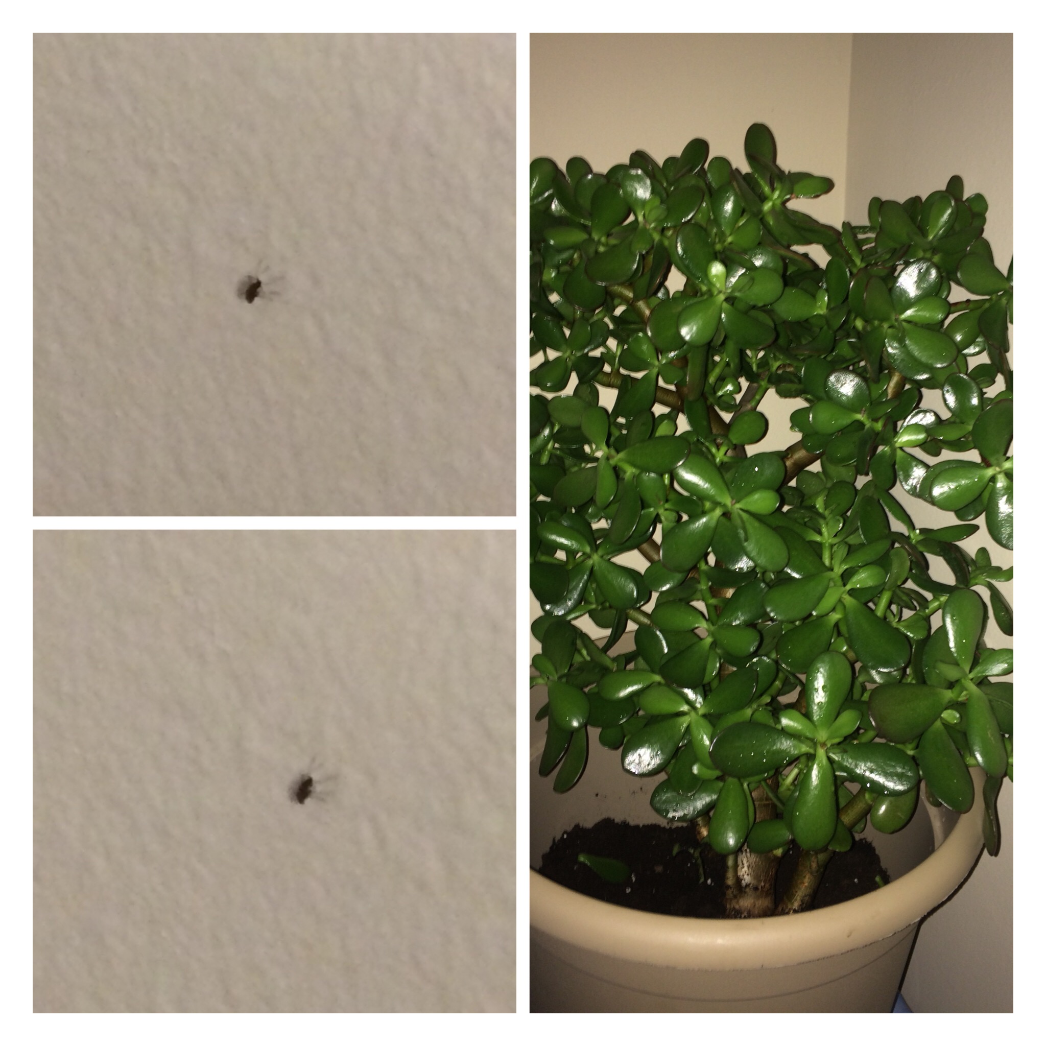 Types of houseplant bugs  Who they are and what to do 