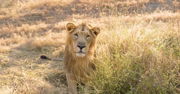 Eco India: A shrinking habitat and overpopulation drive Gir lions into human settlements