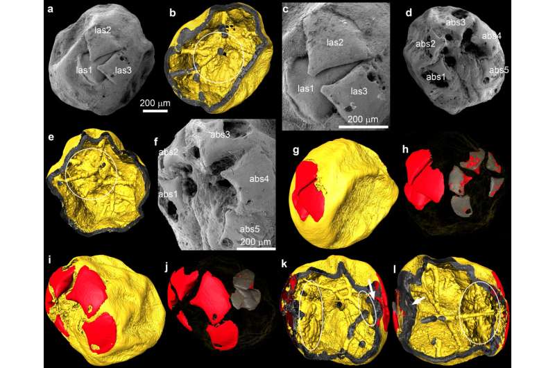 Researchers discover Ecdysozoan fossil embryos from the Kuanchuanpu biota