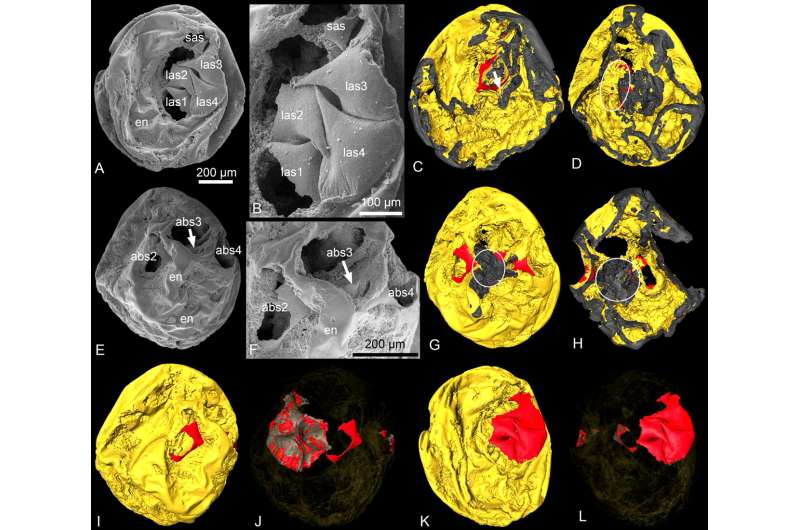 Researchers discover Ecdysozoan fossil embryos from the Kuanchuanpu biota