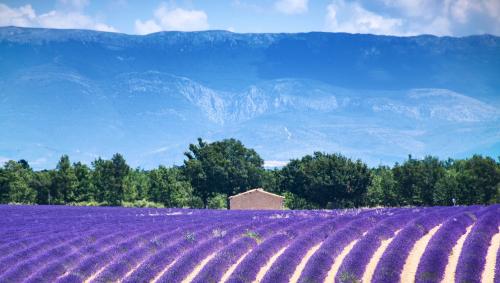 Lavender fields in Provence