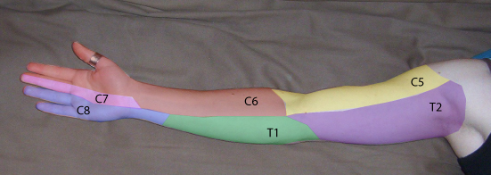 Nerves of the Arm