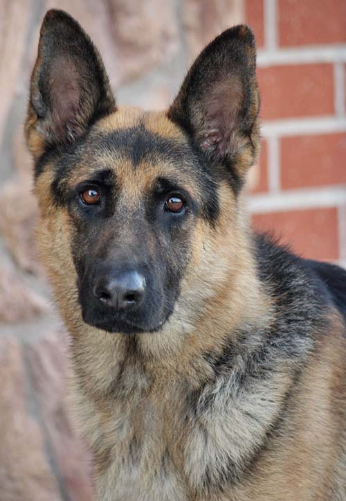 Westside German Shepherd Rescue of Los Angeles