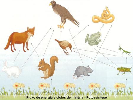 Fluxo de energia e ciclos de matéria - Fotossíntese