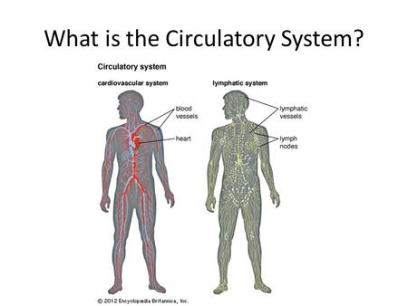 What is the Circulatory System?