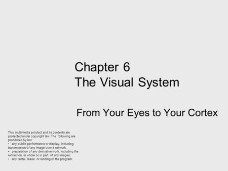 Chapter 6 The Visual System