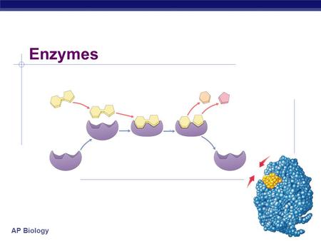 AP Biology 2007-2008 Enzymes AP Biology Exothermic vs. endothermic reactions exothermicendothermic - energy released - digestion - energy invested -