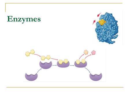 Enzymes.