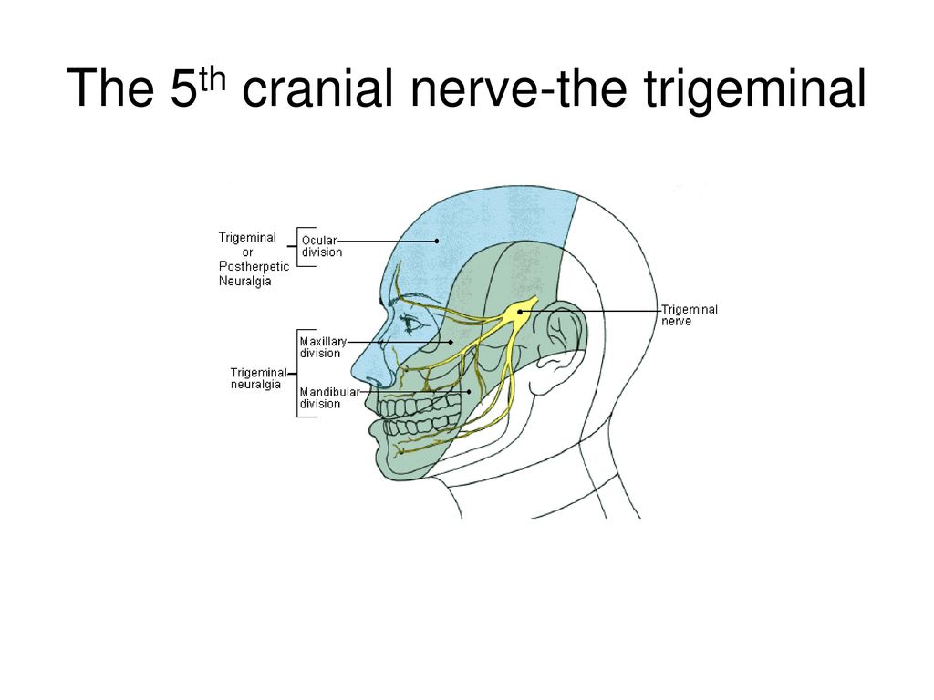 THE CNS. - ppt download