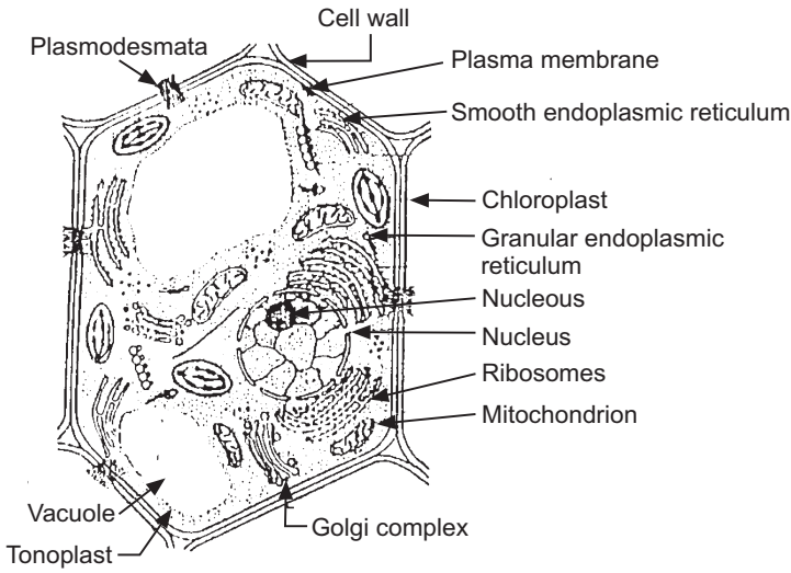 Structure and Functions of Cell - Solution Parmacy