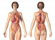 Female anatomy cardiovascular system with skeleton and internal organs. — Stock Photo