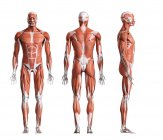 Composite digital illustration of male musculature in front, rear and side view. — Stock Photo