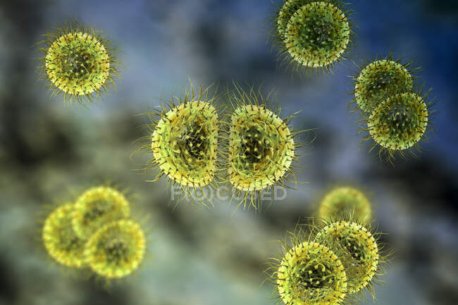 Meningitis-Bakterien (Neisseria meningitidis), Computerillustration — Stockfoto