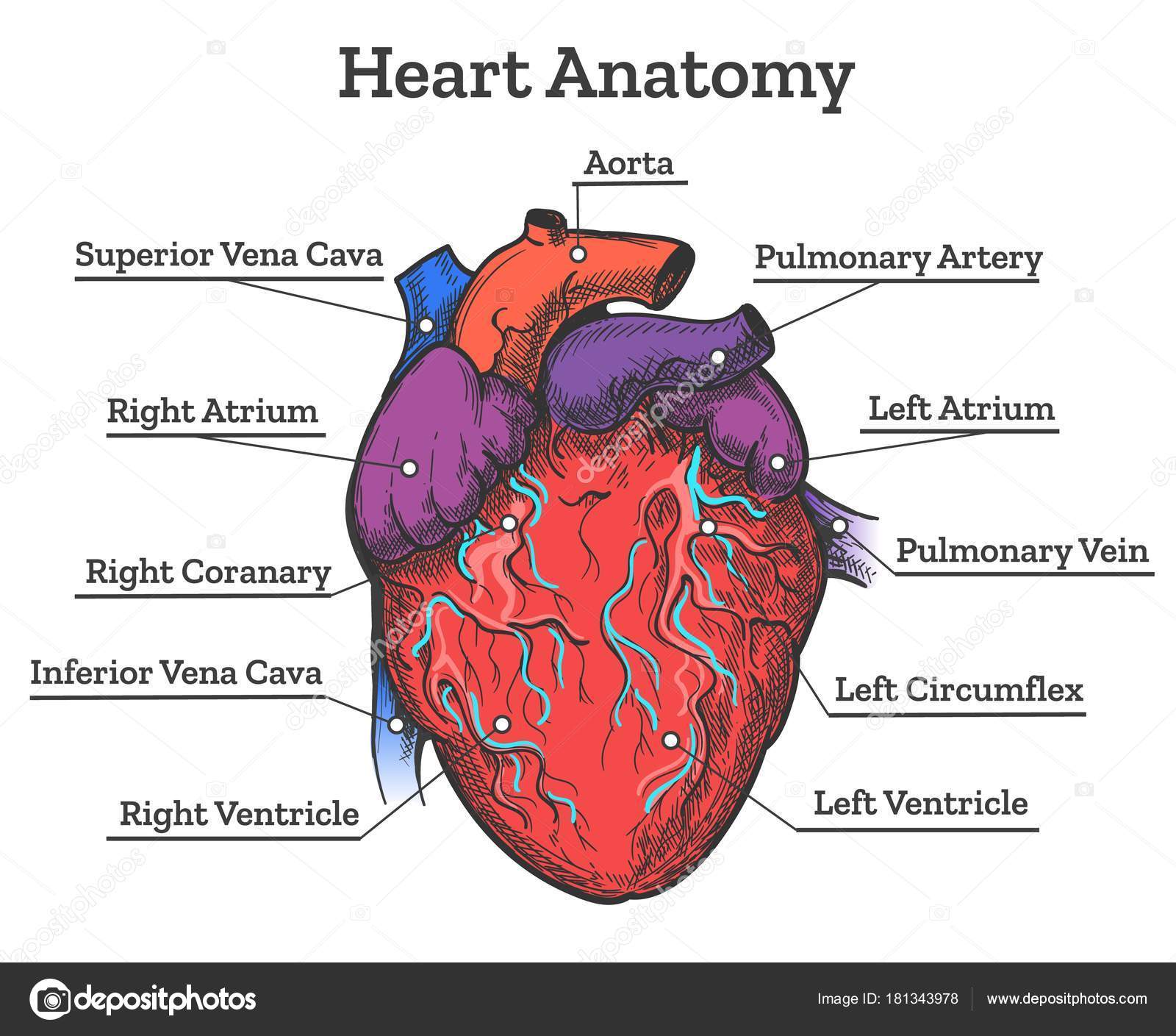 Heart anatomy colored sketch Stock Illustration by ©vectortatu #181343978