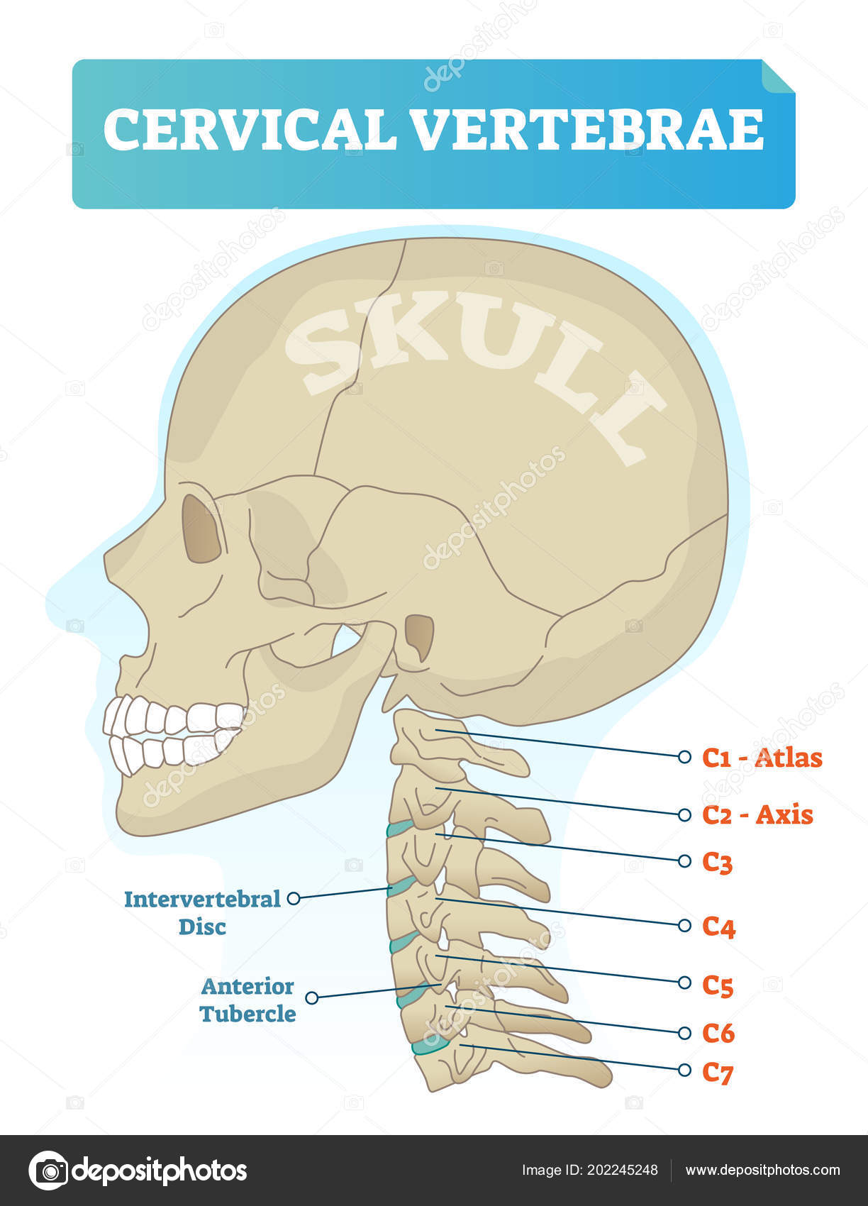 Neck Vertebrae Chart - Cervical Spine Anatomy Diagram Definition Human ...