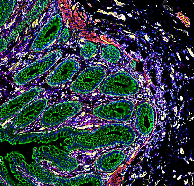 Cells-of-the-Human-Intestine-3-777x744.webp