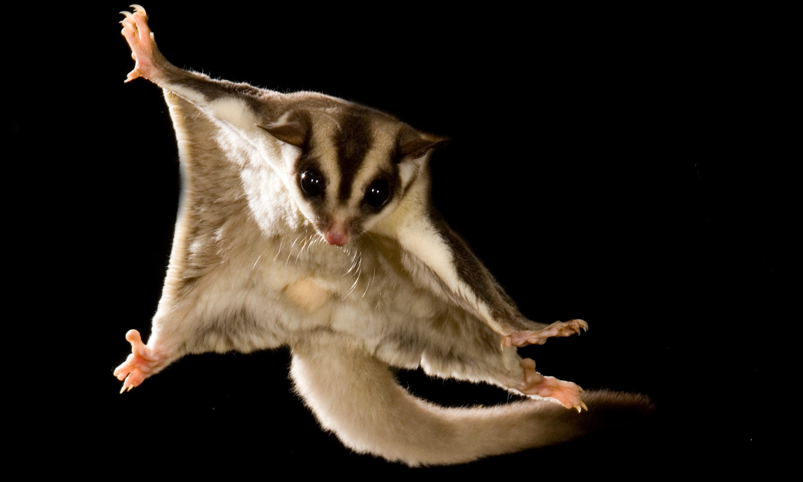 Sugar-Glider-scaled.jpg