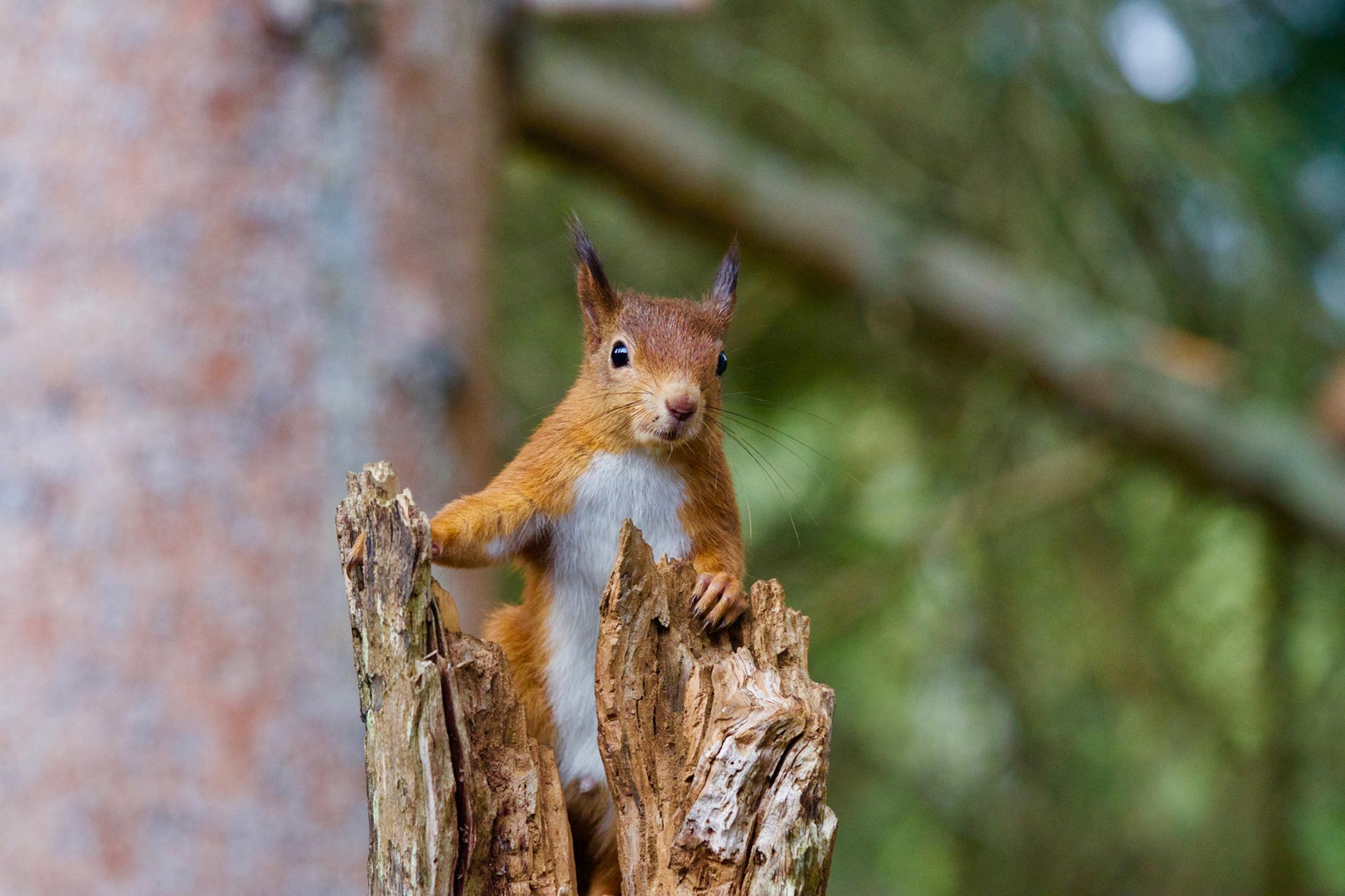 Red-Squirrel-Looking.jpg