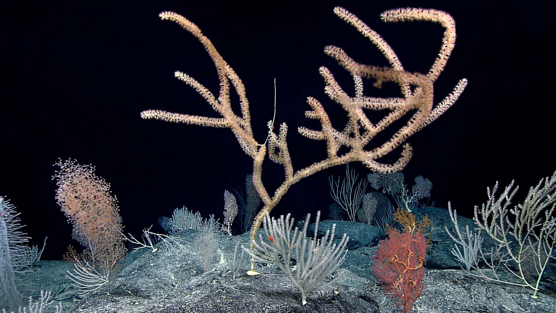 A-Diversity-of-Bamboo-Corals-and-Golden-Corals-in-the-Central-Pacific-Ocean.jpg