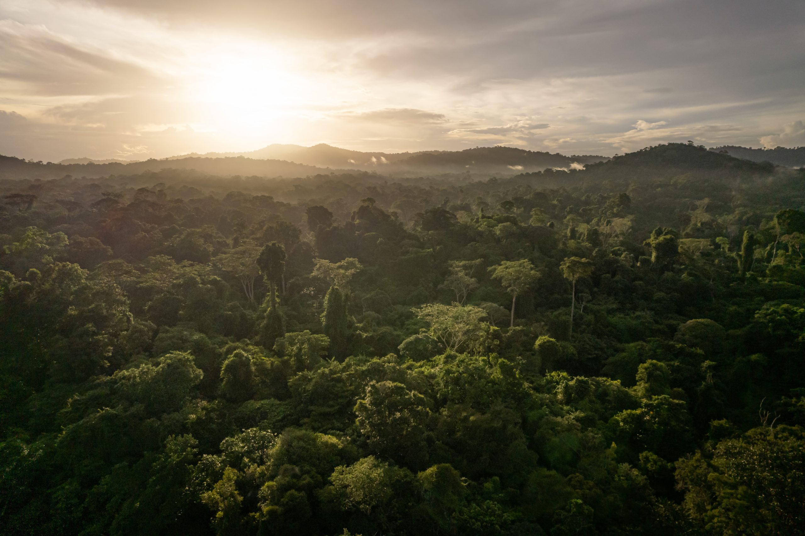 Guyana-Rainforest-scaled.jpg