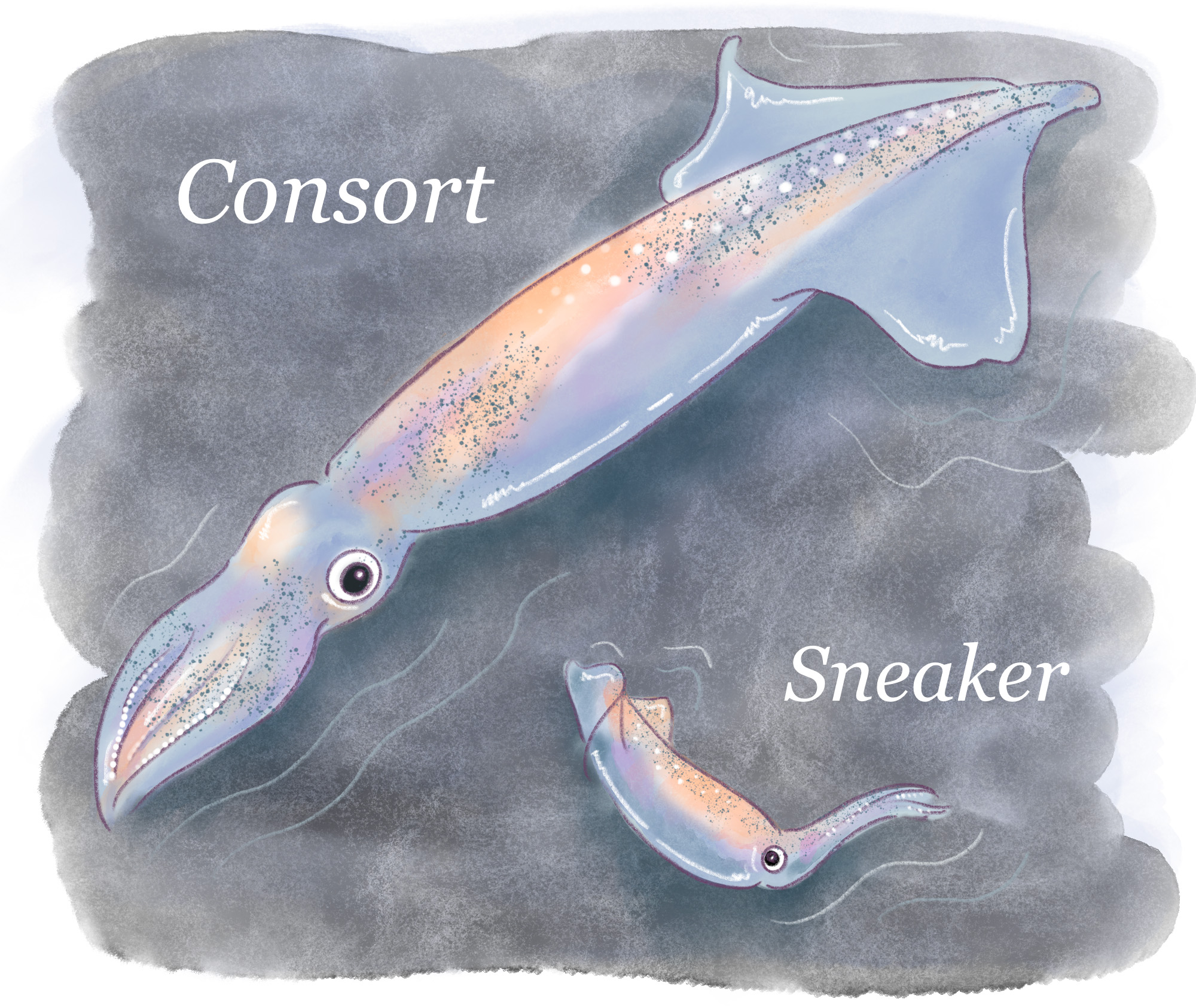 Consort-and-Sneaker-Squid.jpg