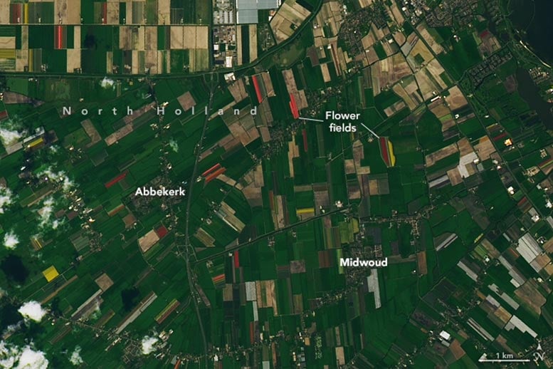 Netherlands-North-Holland-Tulip-Fields-2024.jpg