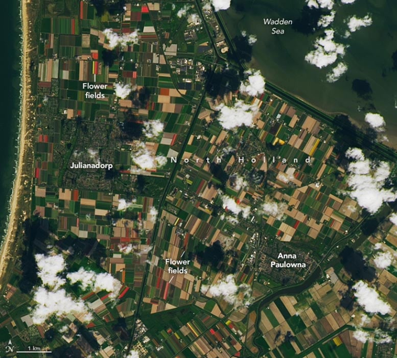 Netherlands-Tulip-Fields-Detail-2024.jpg