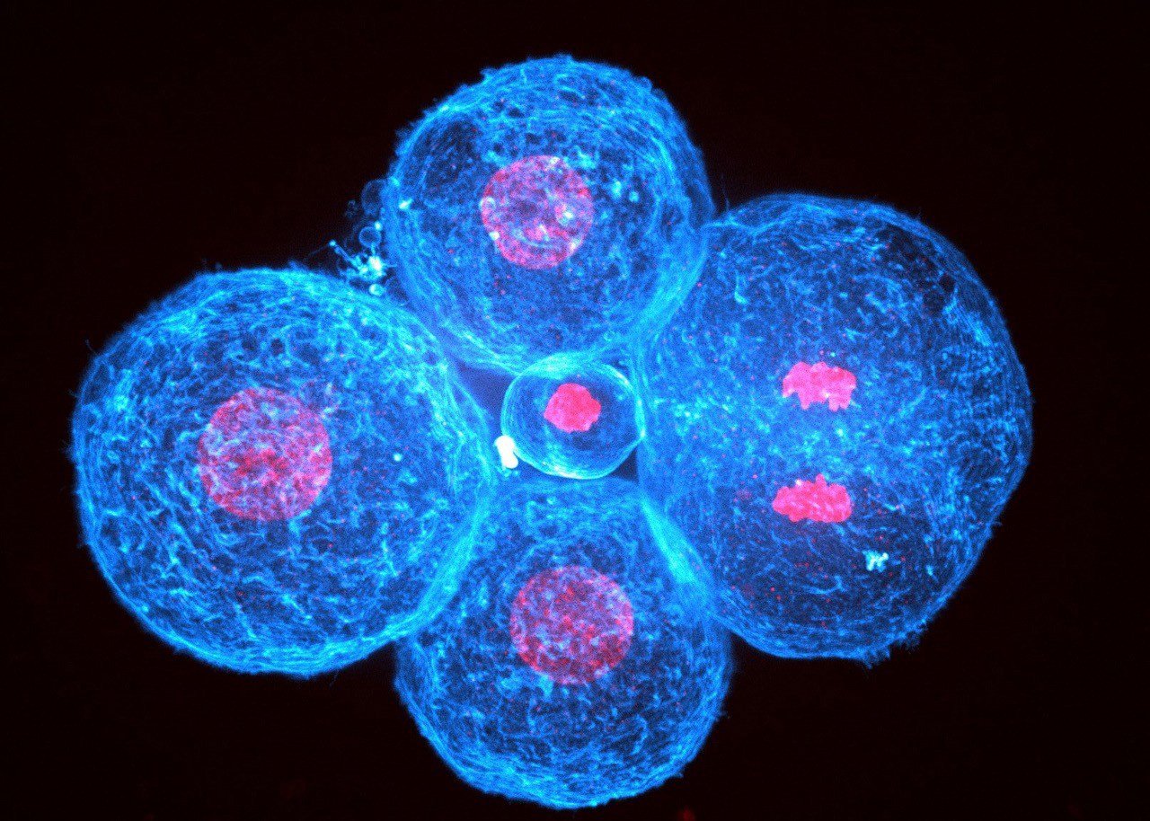 Human-Embryo-at-the-4-Cell-Stage.jpg