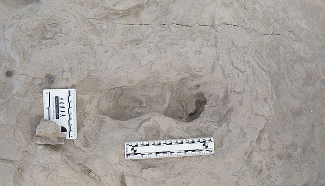 <p>A footprint hypothesized to have been created by a <em>Homo erectus</em> individual is seen in this photo. A new discovery of two sets of hominin footprints is giving scientists a better understanding of human ancestry</p>