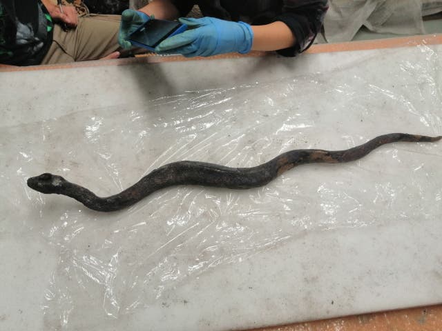 <p>The so-called Agathodaemon snake statue is laid out on a table for restoration after it was discovered and pulled out from the muddy ruins of an ancient spa in San Casciano dei Bagni, a hilltop village in southern Tuscany </p>