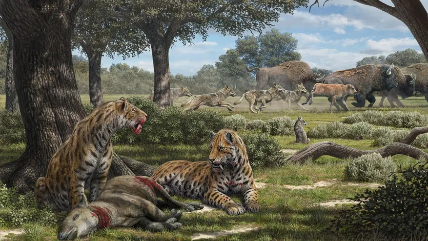 À l'ombre des arbres, des tigres à dents de sabre se régalent d'un herbivore tandis que ...