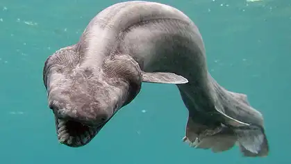 Ce requin-lézard a été découvert par un pêcheur à Numazu, au Japon ; un événement rare ...