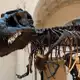 Le cerveau du T-rex était-il aussi petit qu'on ne le pense ?