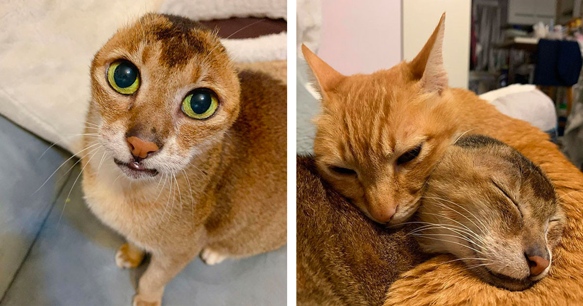 Earless Cat In Recovery Finally Finds Forever Home And Simultaneously Gains A New Best Friend