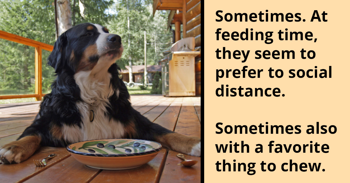 Tales of Canine Cluelessness In The Human Personal Space Department As Shared By Dog Lovers