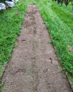 The maze is drawn out on a map, so the area is marked according to the map’s specifications. The first step is to remove the sod from where the yews will be placed.