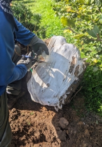 My outdoor grounds crew foreman, Chhiring, removes all the plastic shrink wrap from around the root ball of each yew.