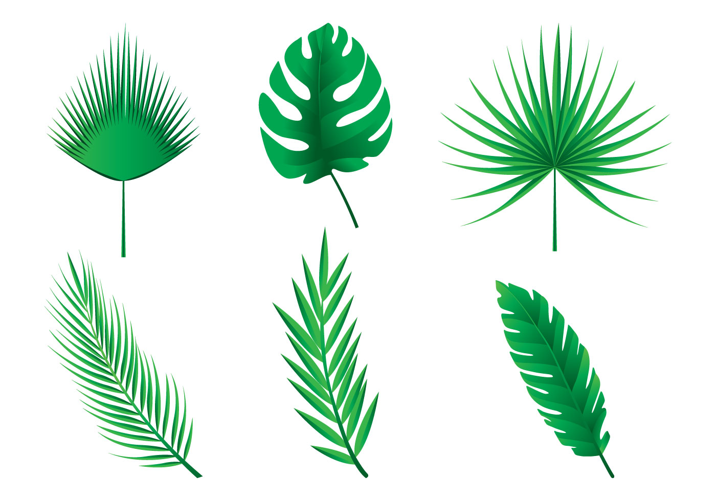 Palm Tree Leaves Drawing Outline ~ Palm Coloring Leaf Tree Branch ...