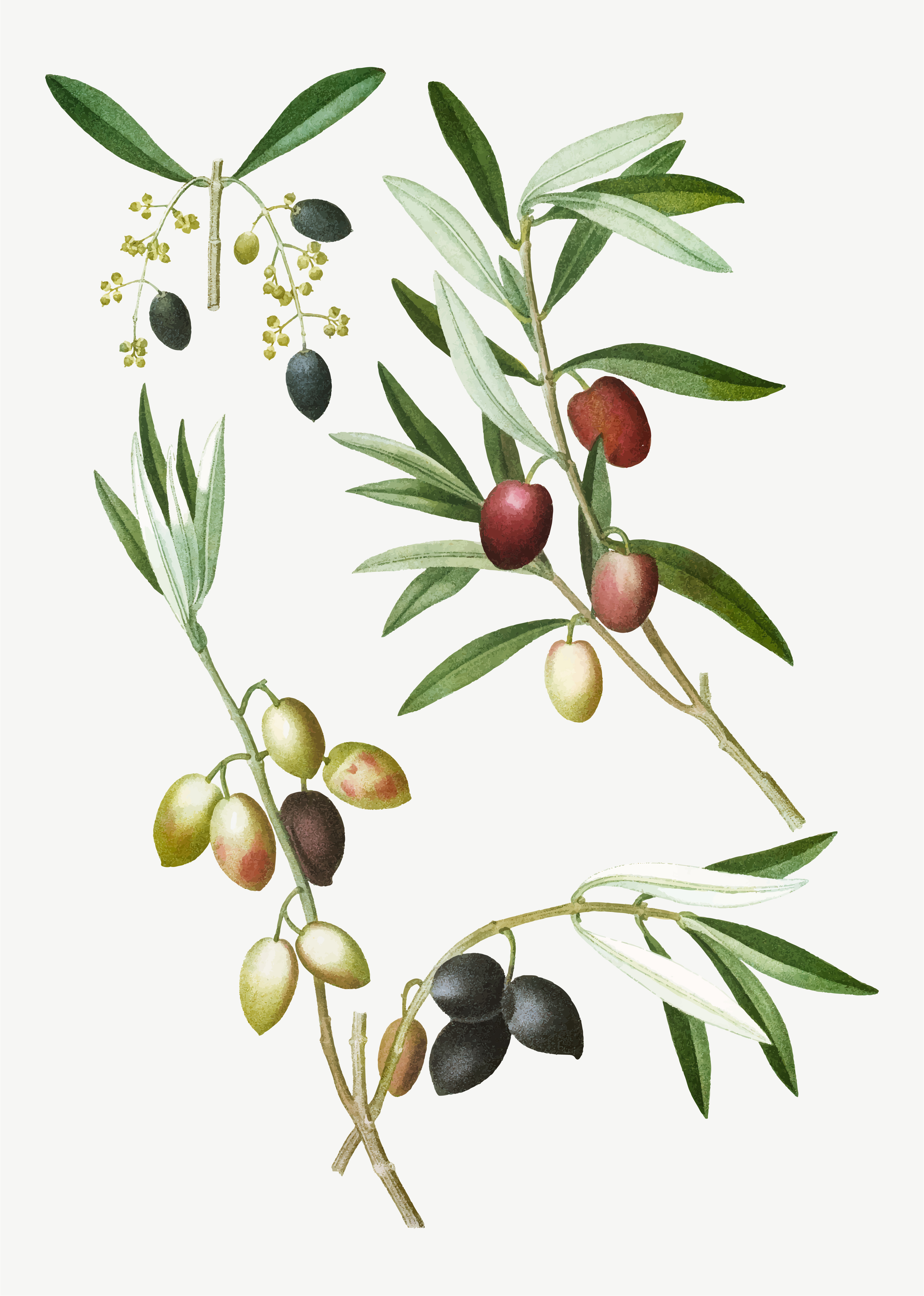 Olive Branch Vector Clipart Illustrations Olive Branch Clip Art | My ...