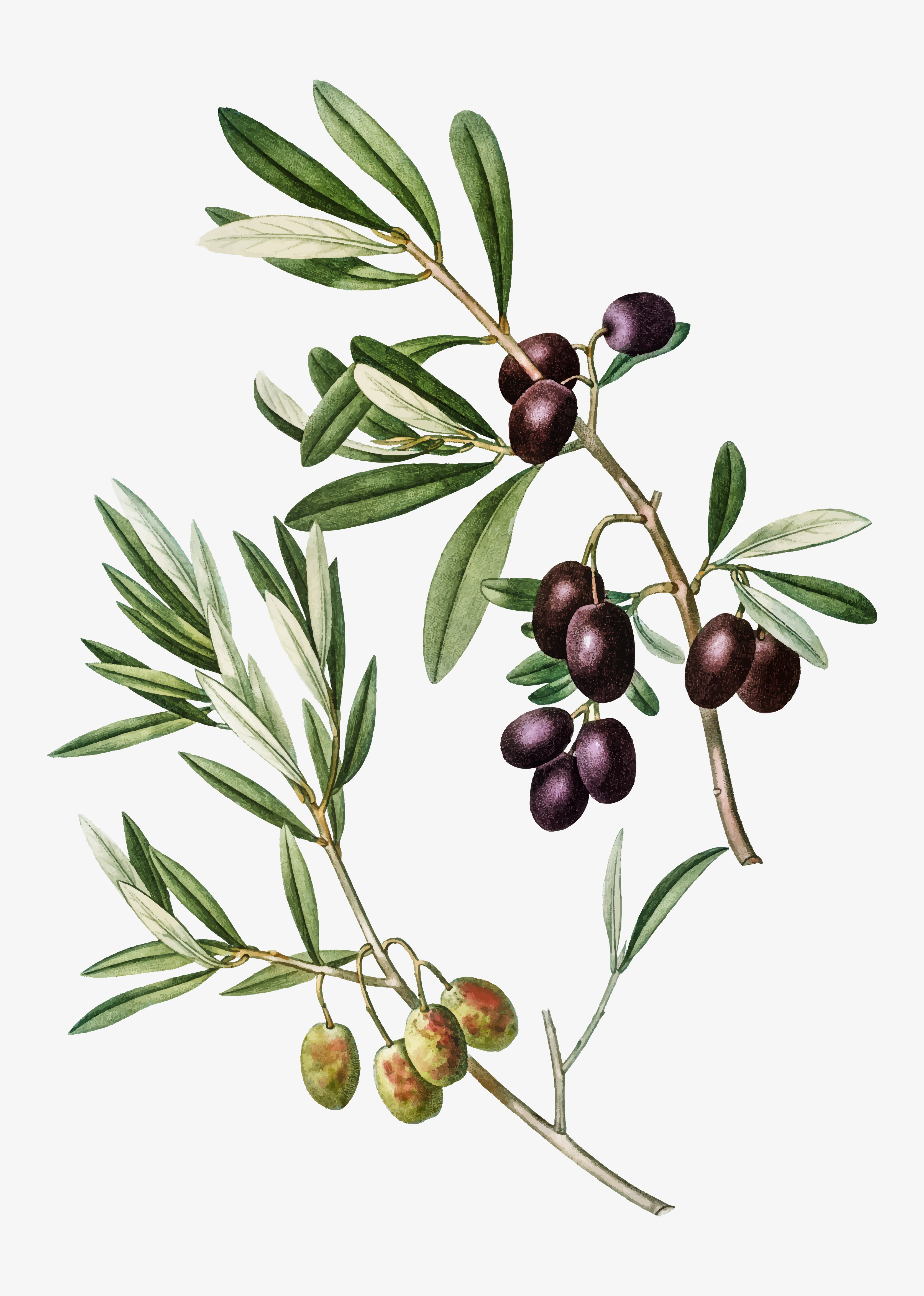 Olive Tree Svg