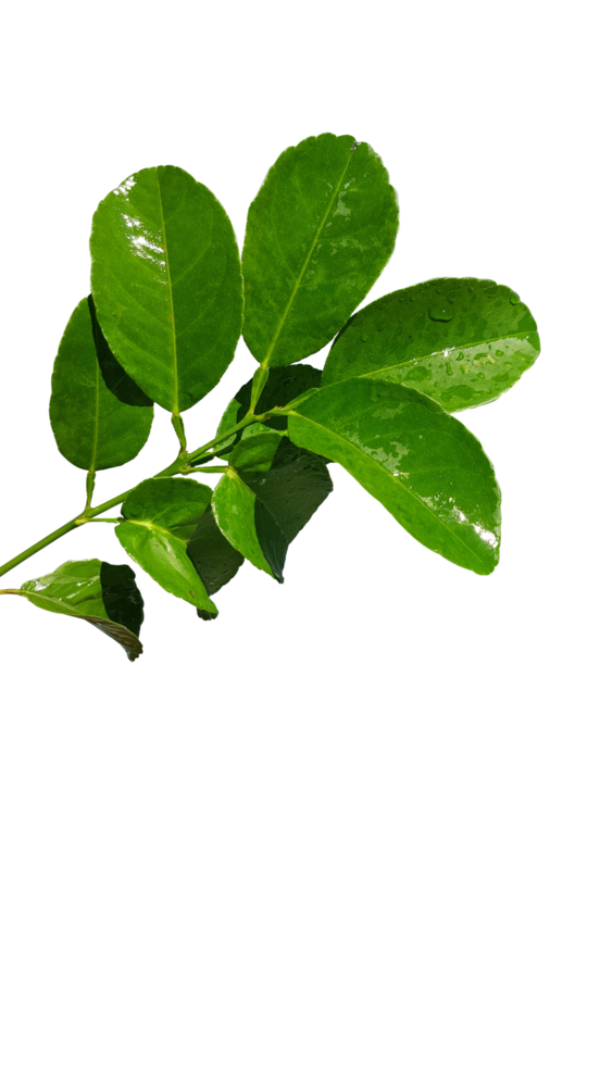 hojas verdes naturales png