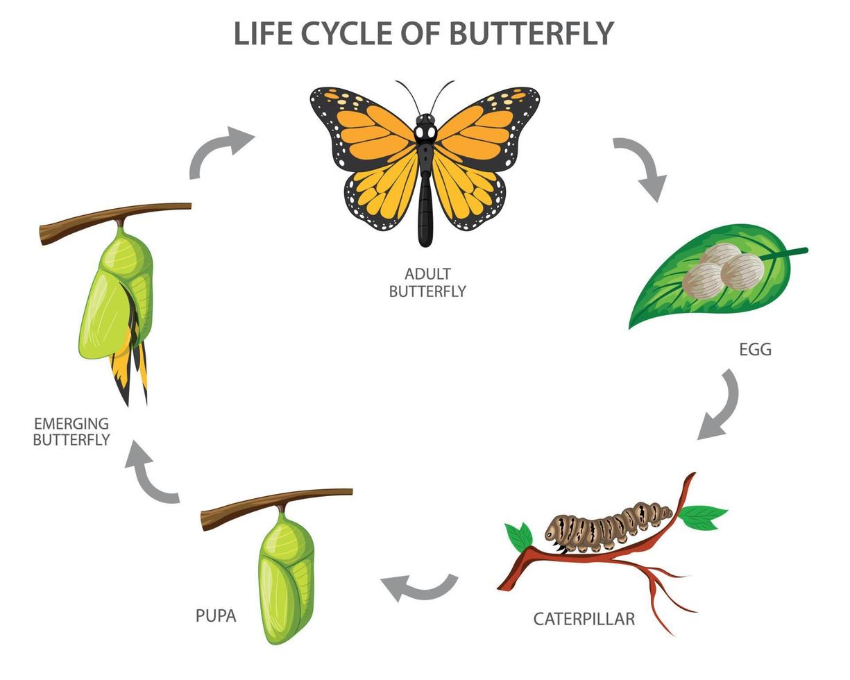 Lifecycle of Butterfly vector illustration 20240687 Vector Art at Vecteezy