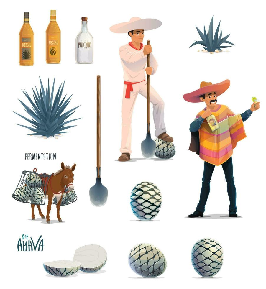 Agave tequila production, blue agava and bottles vector