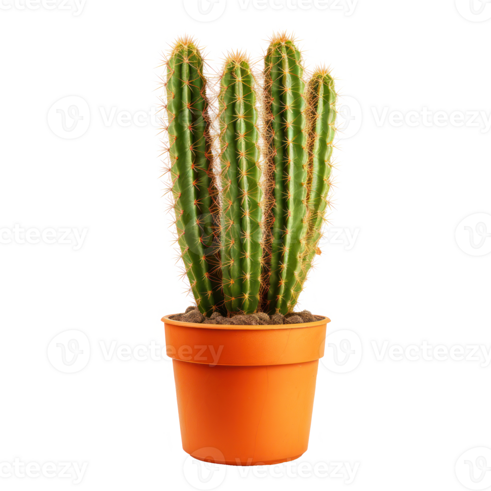 Tall Green Cactus Plant In Bright Orange Pot. Isolated on Background png