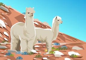 Alpaca At The Desert vector