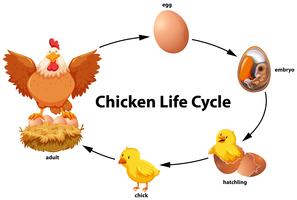 Chicken life cycle diagram vector