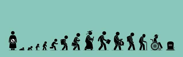 Life cycle and aging process. vector