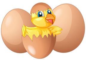 Little chick hatching egg vector